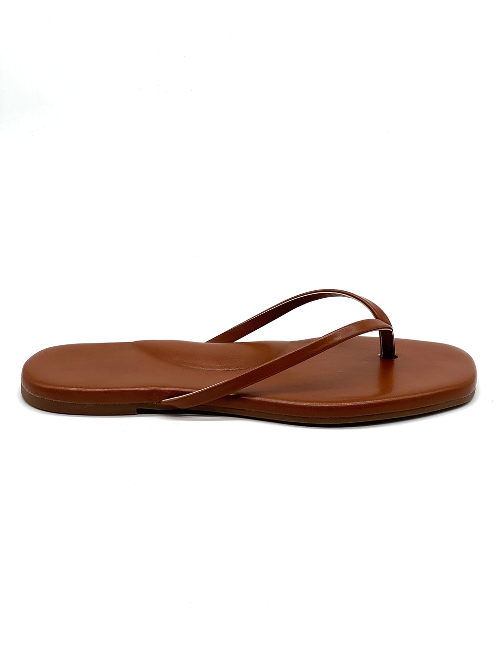 Caribe camel